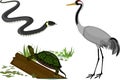 Set with swamp animals: common crane, grass snake and pond turtle